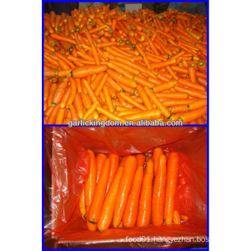 sell 2013 Fujian carrot